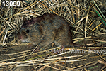 Microtus pennsylvanicus, Meadow Vole